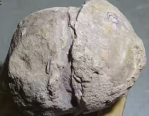 The World’s Largest Dinosaur Hatchery Lies in India’s Narmada Valley