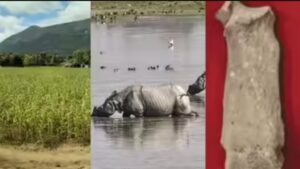 3,500-Year-Old Rhino Bones Discovered in Western Ghats, Rewriting India’s Prehistoric Faunal History